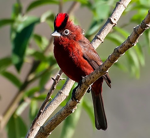 Red-crested finch