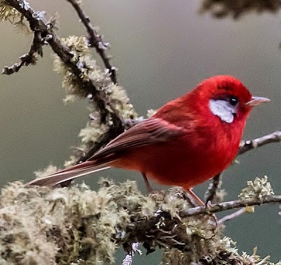 Red warbler