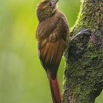 Tawny-winged woodcreeper