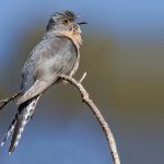 Fan-tailed cuckoo