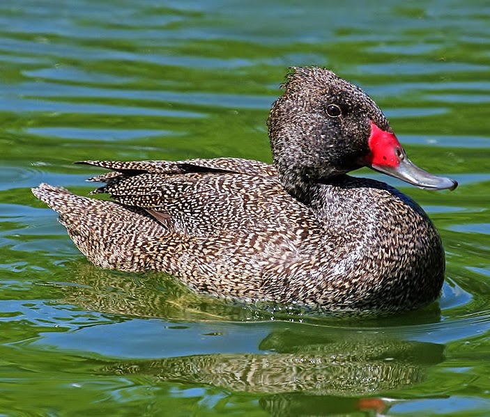 Freckled duck