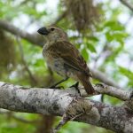 Large tree-finch