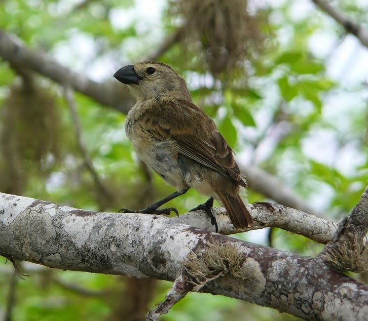 Large tree-finch