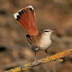 Rufous-tailed scrub-robin