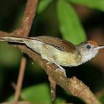 Scaly-crowned babbler