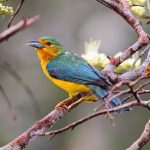Blue-backed tanager