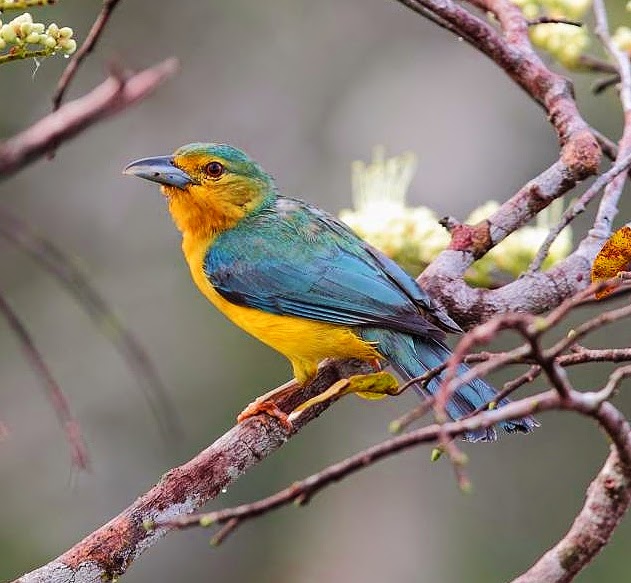 Blue-backed tanager