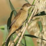 Clamorous reed-warbler