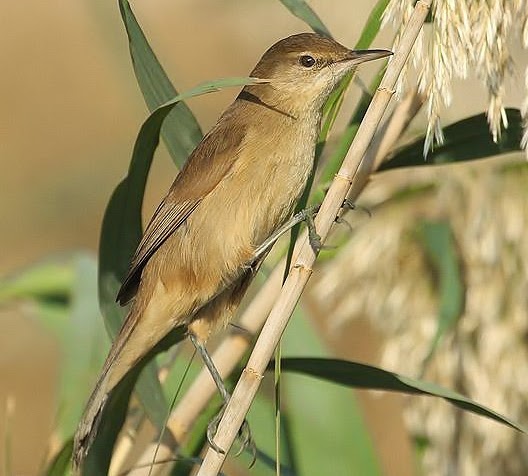 Clamorous reed-warbler