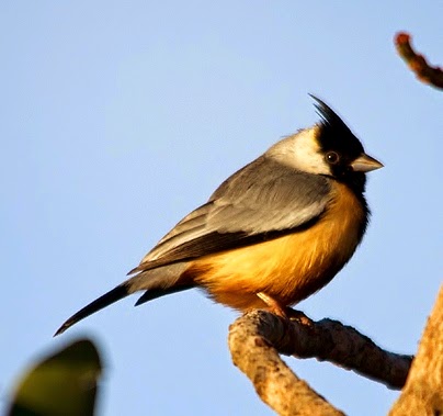 Coal-crested finch