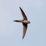 Fork-tailed palm-swift