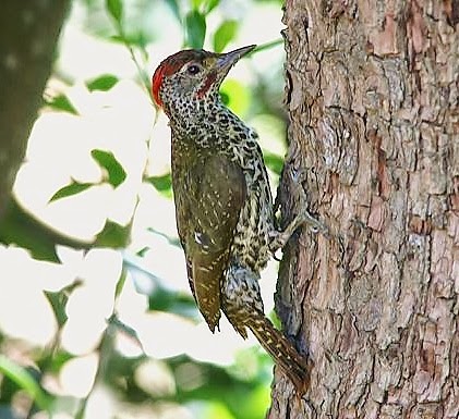 Knysna woodpecker