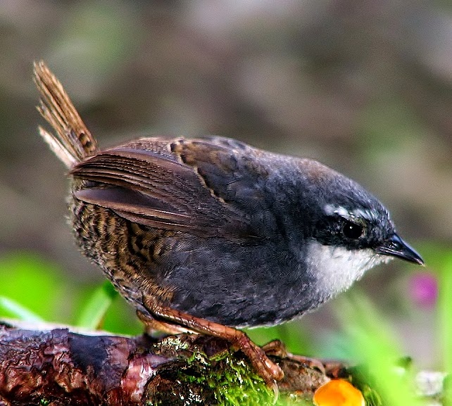 White-browed tapaculo