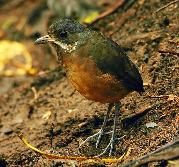 Moustached antpitta