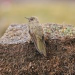 Olivaceous thornbill