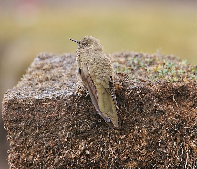 Olivaceous thornbill