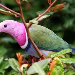 Pink-headed fruit-dove