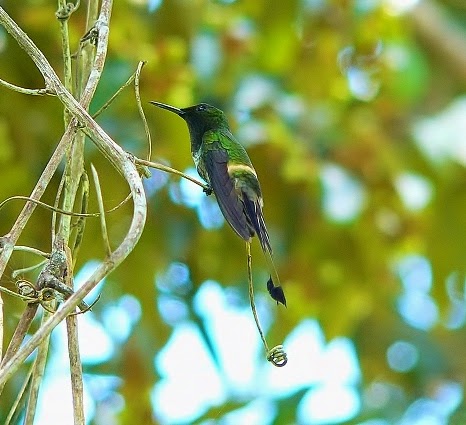 Racket-tailed coquette