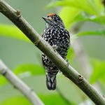Speckle-chested piculet