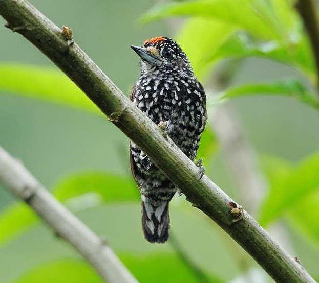 Speckle-chested piculet