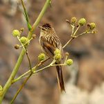 Striolated tit-spinetail