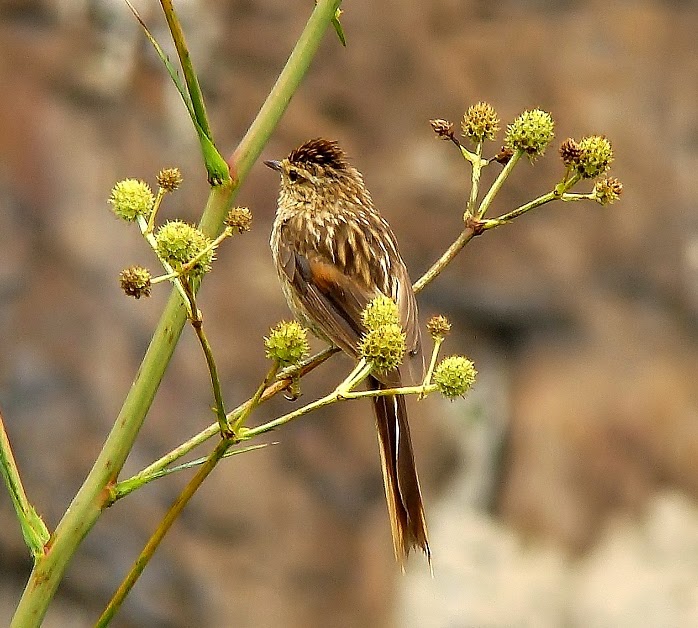 Striolated tit-spinetail
