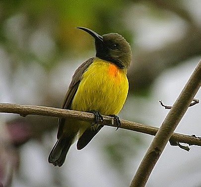 Apricot-breasted sunbird