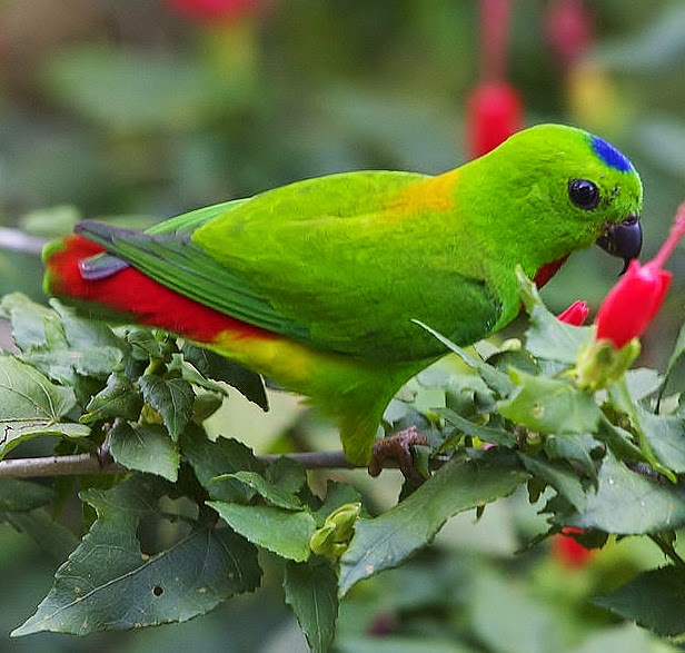 Blue-crowned hanging-parrot