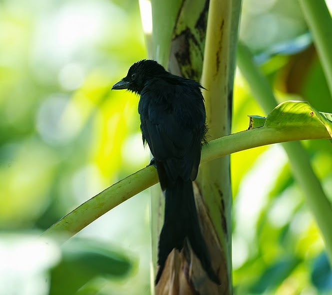Mayotte drongo