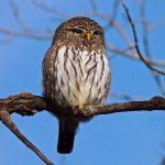 Northern pygmy-owl