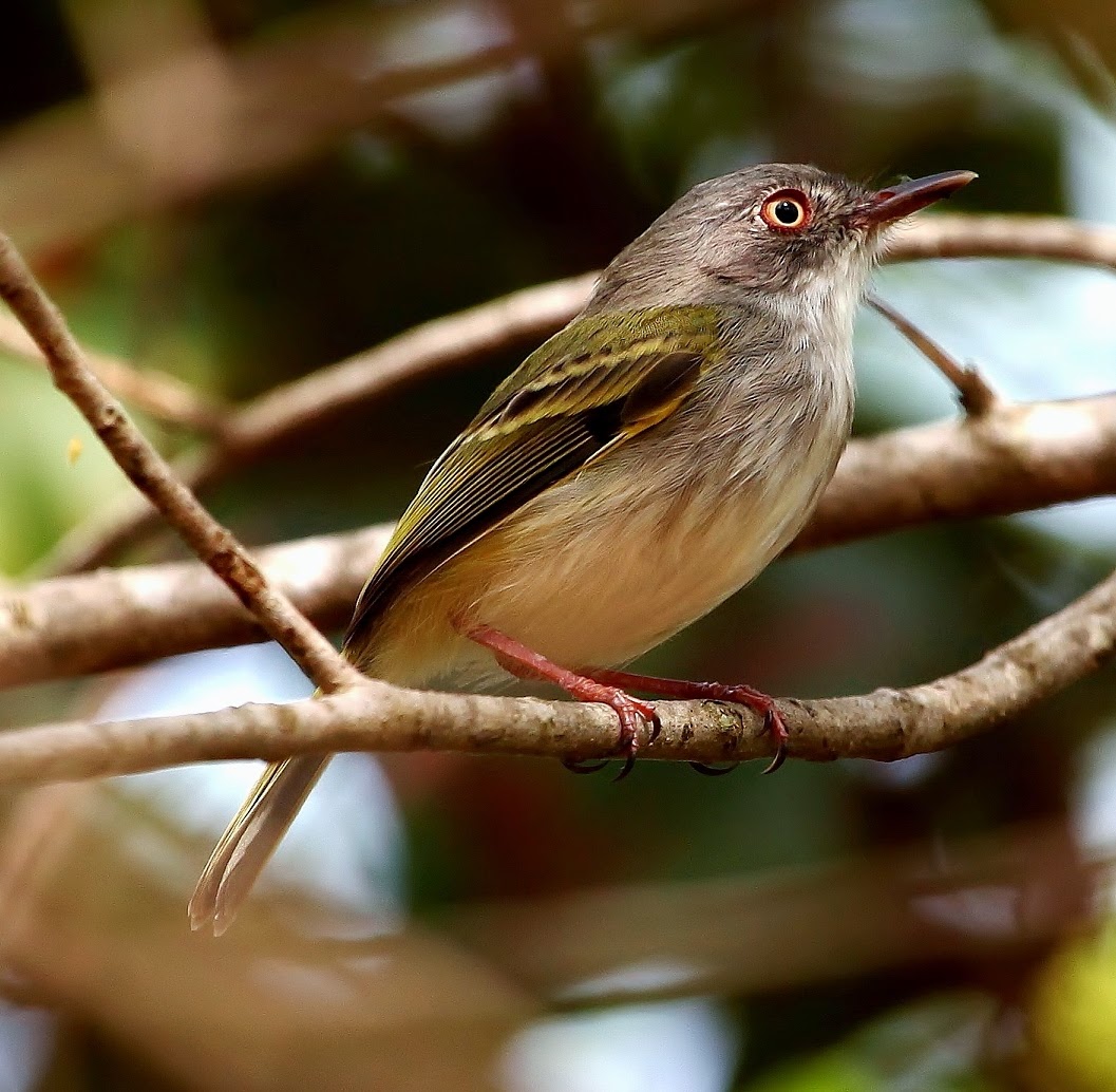 Pearly-vented tody-tyrant