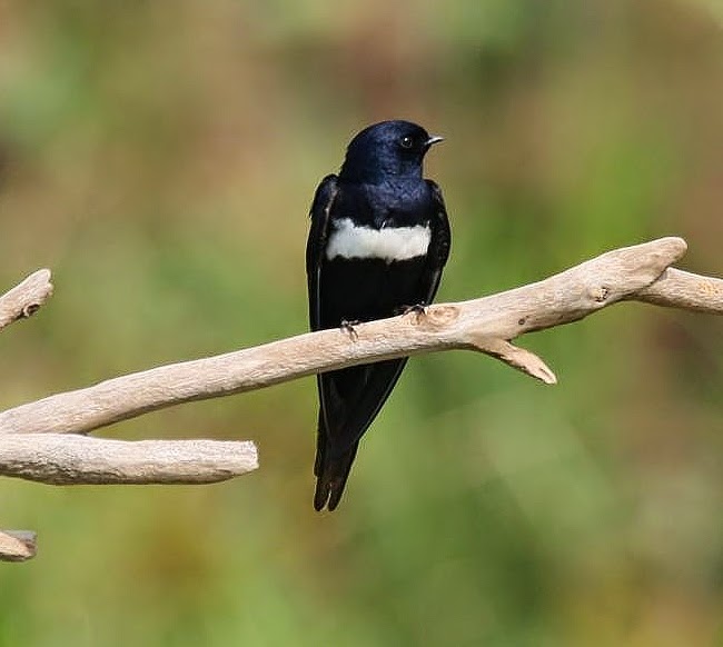 White-banded swallow