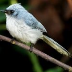 White-tailed crested-flycatcher