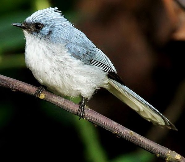 White-tailed crested-flycatcher