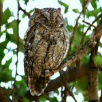 African scops-owl