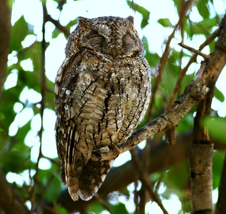 African scops-owl
