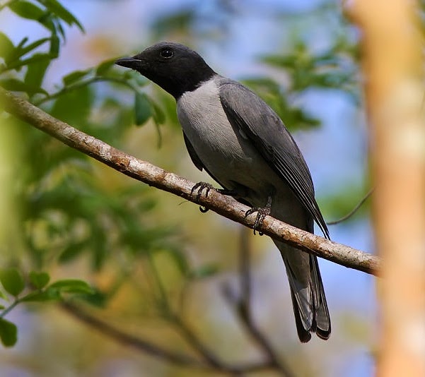 Ashy cuckoo-shrike