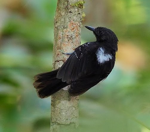 Black antbird