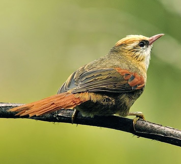 Creamy-crested spinetail