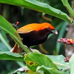 Crested bird-of-paradise