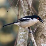 Black-backed puffback