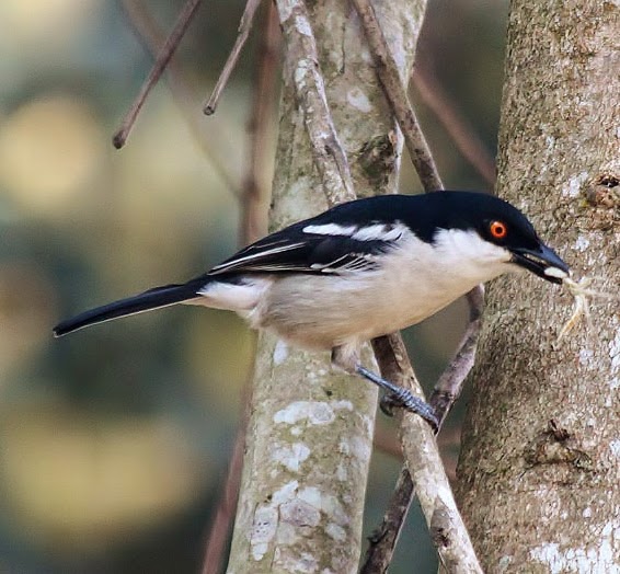 Black-backed puffback