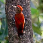 Blood-coloured woodpecker