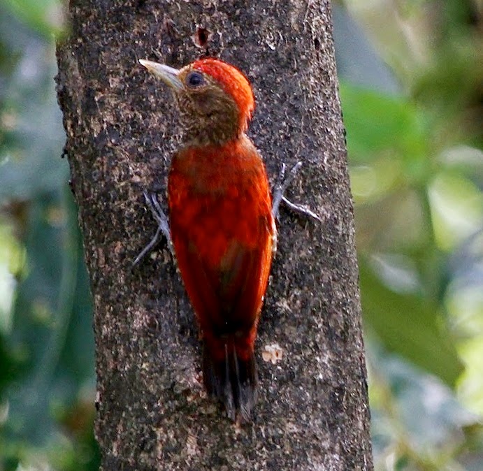 Blood-coloured woodpecker