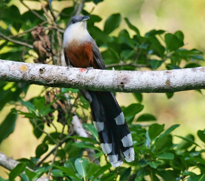 Chestnut-bellied cuckoo