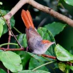 Chestnut-capped flycatcher