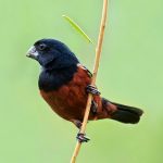 Lesser seed-finch