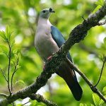 Pacific imperial-pigeon