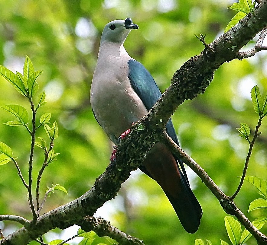 Pacific imperial-pigeon