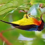 Ruby-cheeeked sunbird